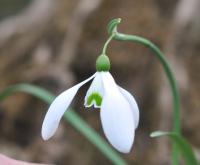 Galanthus Little Ben